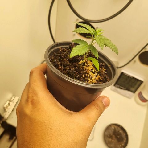 Mary - Og kush - Santa Semente BR growlog timeline photo