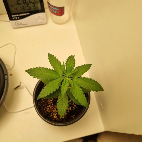 Mary - Og kush - Santa Semente BR growlog timeline photo