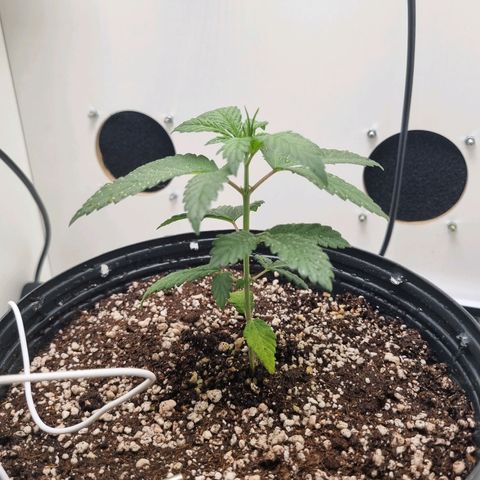 Mary - Og kush - Santa Semente BR growlog photo: Passei ela para um vaso de 2l