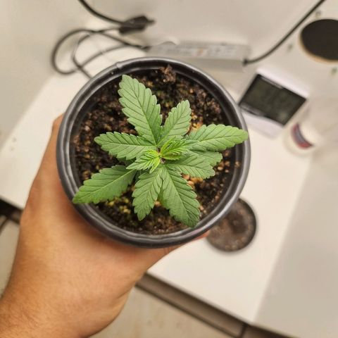 Mary - Og kush - Santa Semente BR growlog timeline photo