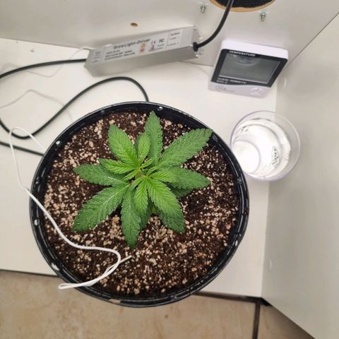 Mary - Og kush - Santa Semente BR growlog photo: Passei ela para um vaso de 2l