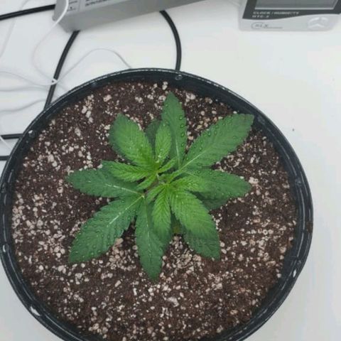 Mary - Og kush - Santa Semente BR growlog timeline photo