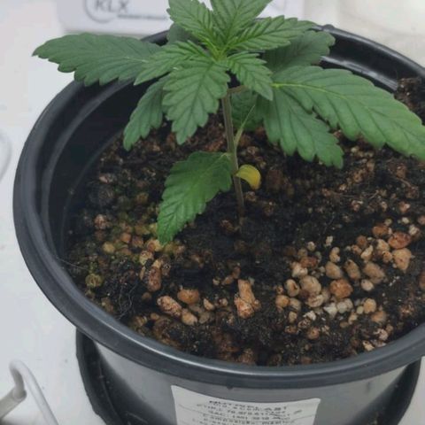 Mary - Og kush - Santa Semente BR growlog timeline photo