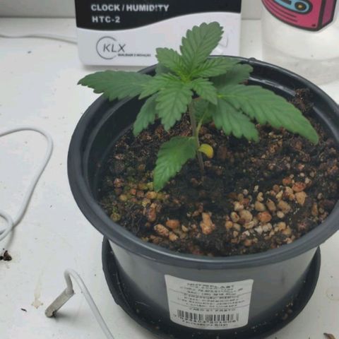 Mary - Og kush - Santa Semente BR growlog timeline photo