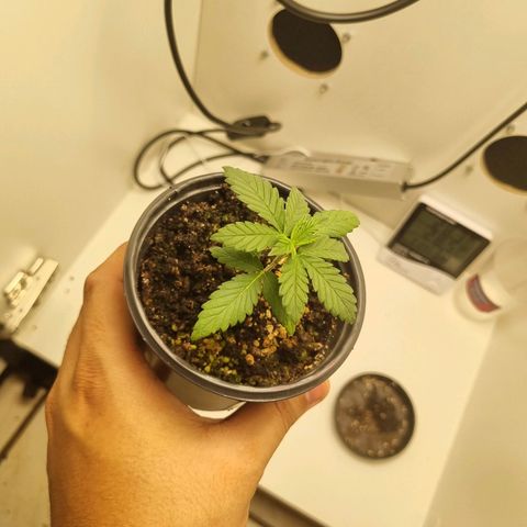 Mary - Og kush - Santa Semente BR growlog timeline photo