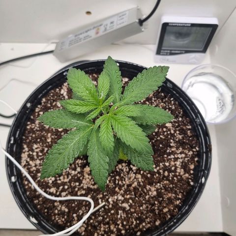 Mary - Og kush - Santa Semente BR growlog photo: Passei ela para um vaso de 2l