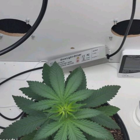 Mary - Og kush - Santa Semente BR growlog timeline photo