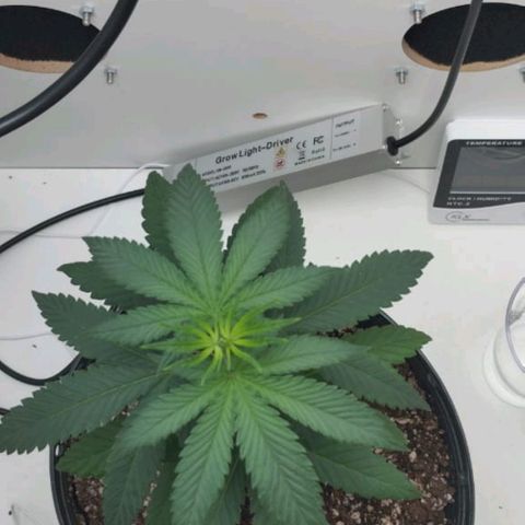 Mary - Og kush - Santa Semente BR growlog timeline photo