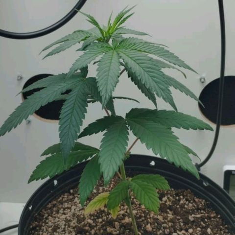 Mary - Og kush - Santa Semente BR growlog timeline photo