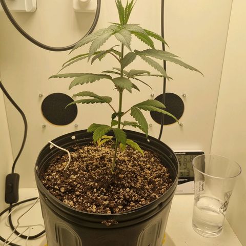 Mary - Og kush - Santa Semente BR growlog timeline photo