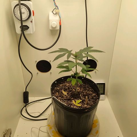 Mary - Og kush - Santa Semente BR growlog timeline photo