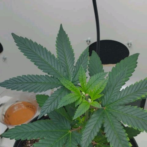 Mary - Og kush - Santa Semente BR growlog timeline photo