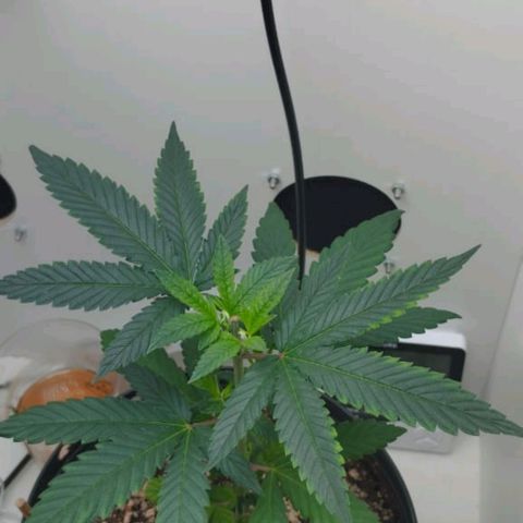 Mary - Og kush - Santa Semente BR growlog timeline photo