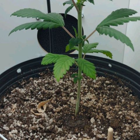 Mary - Og kush - Santa Semente BR growlog timeline photo