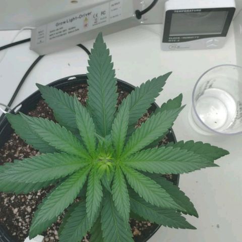 Mary - Og kush - Santa Semente BR growlog timeline photo