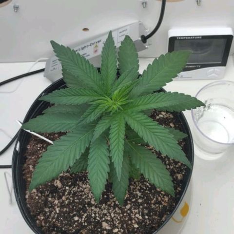 Mary - Og kush - Santa Semente BR growlog timeline photo