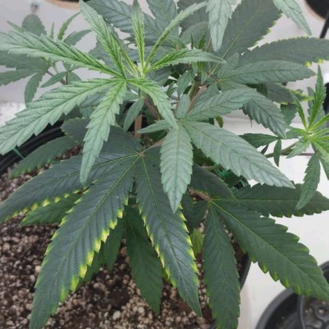 Mary - Og kush - Santa Semente BR growlog timeline photo