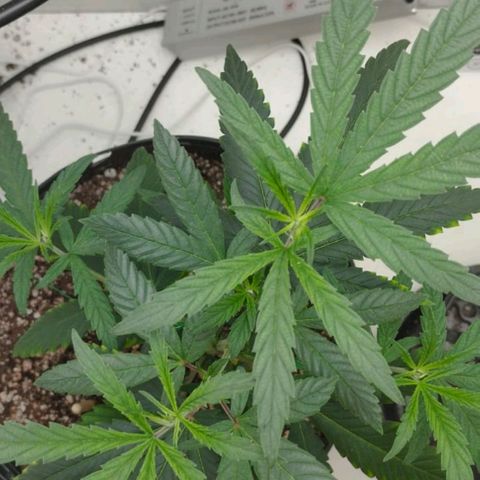 Mary - Og kush - Santa Semente BR growlog timeline photo