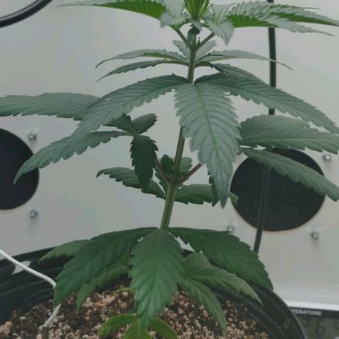 Mary - Og kush - Santa Semente BR growlog timeline photo