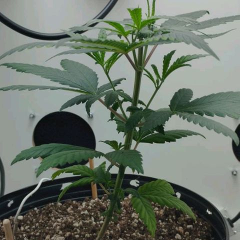 Mary - Og kush - Santa Semente BR growlog timeline photo