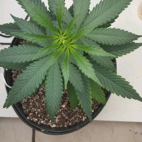 Mary - Og kush - Santa Semente BR growlog timeline photo