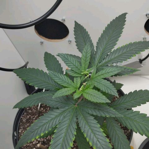 Mary - Og kush - Santa Semente BR growlog timeline photo