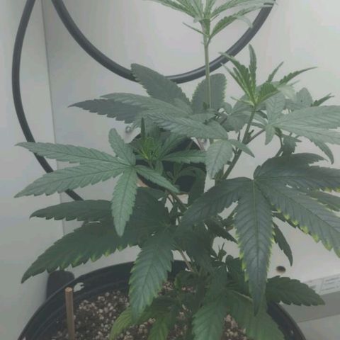 Mary - Og kush - Santa Semente BR growlog timeline photo
