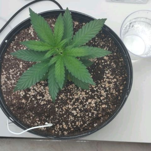 Mary - Og kush - Santa Semente BR growlog timeline photo