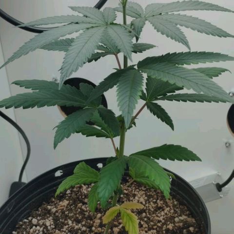 Mary - Og kush - Santa Semente BR growlog timeline photo