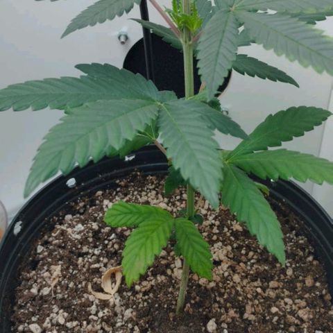 Mary - Og kush - Santa Semente BR growlog timeline photo