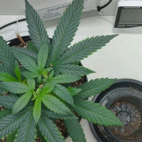 Mary - Og kush - Santa Semente BR growlog timeline photo