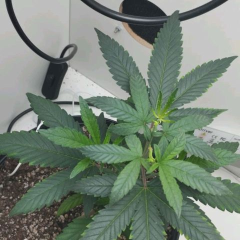 Mary - Og kush - Santa Semente BR growlog timeline photo