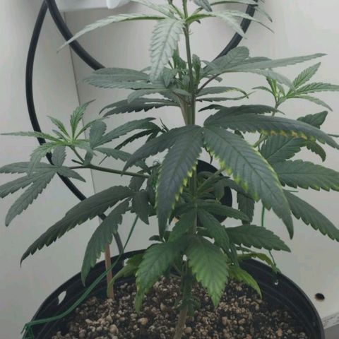 Mary - Og kush - Santa Semente BR growlog timeline photo