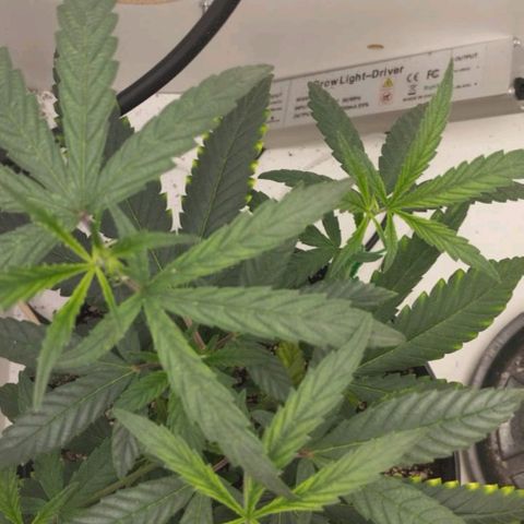 Mary - Og kush - Santa Semente BR growlog timeline photo