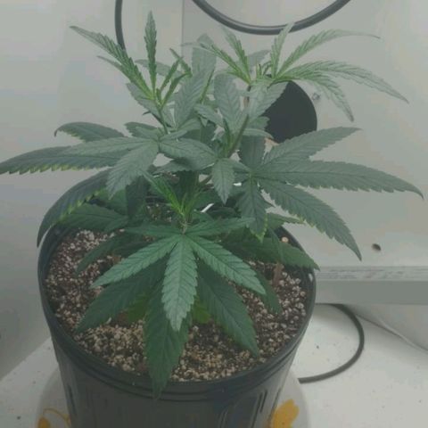 Mary - Og kush - Santa Semente BR growlog timeline photo