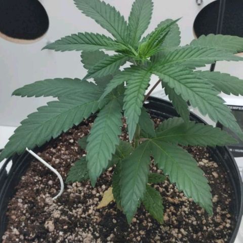 Mary - Og kush - Santa Semente BR growlog timeline photo
