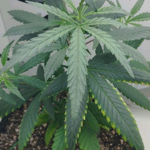 Mary - Og kush - Santa Semente BR growlog timeline photo