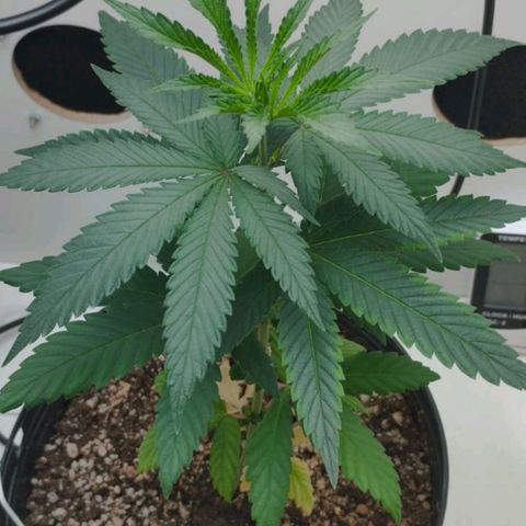 Mary - Og kush - Santa Semente BR growlog timeline photo