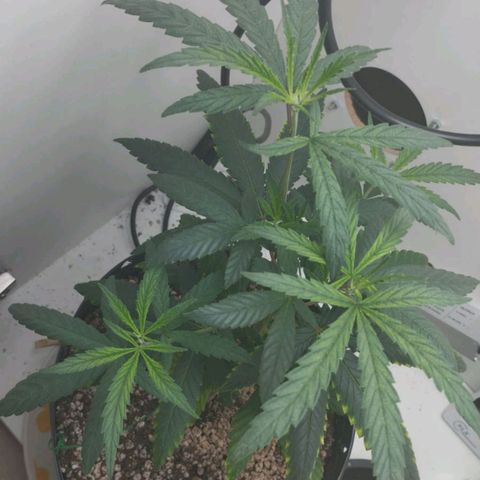 Mary - Og kush - Santa Semente BR growlog timeline photo