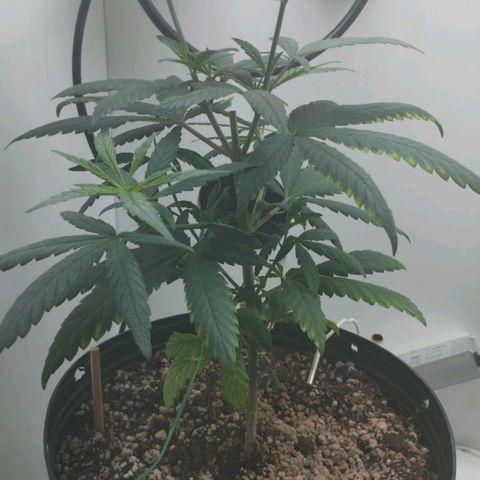 Mary - Og kush - Santa Semente BR growlog timeline photo