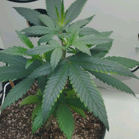 Mary - Og kush - Santa Semente BR growlog timeline photo