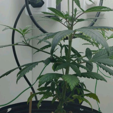 Mary - Og kush - Santa Semente BR growlog timeline photo