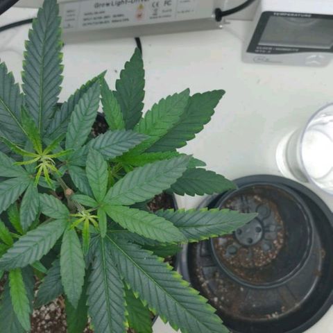 Mary - Og kush - Santa Semente BR growlog timeline photo