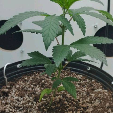 Mary - Og kush - Santa Semente BR growlog timeline photo