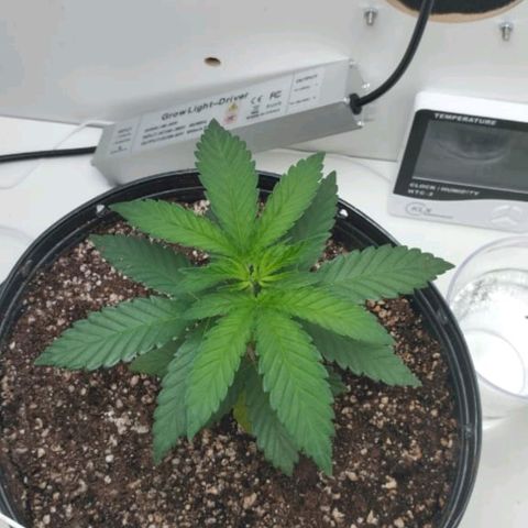 Mary - Og kush - Santa Semente BR growlog timeline photo
