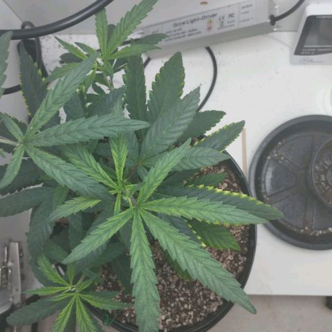 Mary - Og kush - Santa Semente BR growlog timeline photo