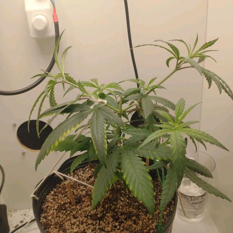 Mary - Og kush - Santa Semente BR growlog timeline photo