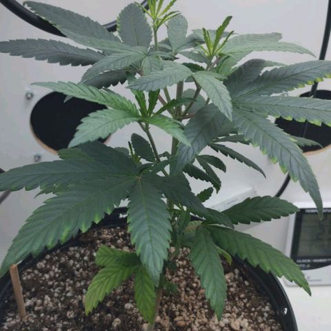 Mary - Og kush - Santa Semente BR growlog timeline photo