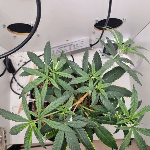 Mary - Og kush - Santa Semente BR growlog timeline photo