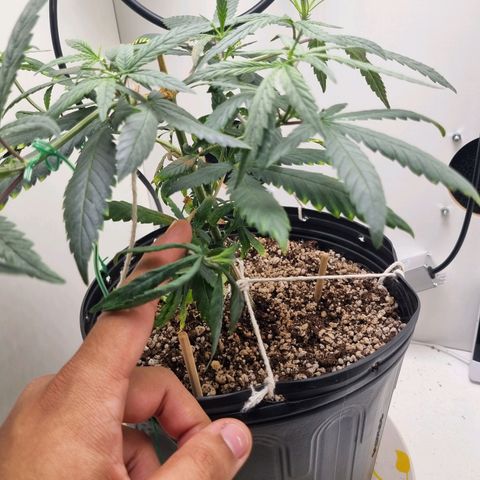 Mary - Og kush - Santa Semente BR growlog timeline photo